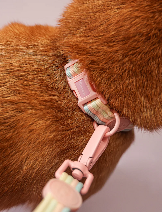 Adjustable Dog Collar & Leash Set for Small to Medium Dogs - Pink, Green & Purple