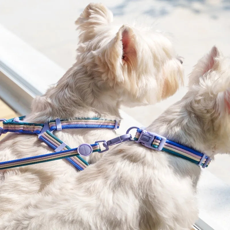 Adjustable Dog Collar & Leash Set for Small to Medium Dogs - Pink, Green & Purple